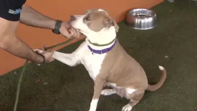 Miami-Dade Animal Services urges public to help alleviate shelter overcrowding through volunteer and foster homes