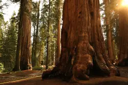 Firefighters who drop from the sky will climb from ground in bid to save giant Sequoias in Sierra from Garnet Fire