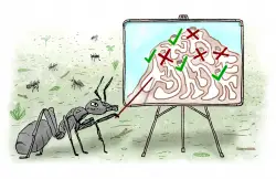 Some ant architects design a colony to cut the risk of disease. Humans, take note!