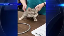Miami firefighters rescue kitten stuck in banyan tree